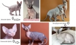Velor Sfinga: zobrazení, popis, funkce péče, fotografie